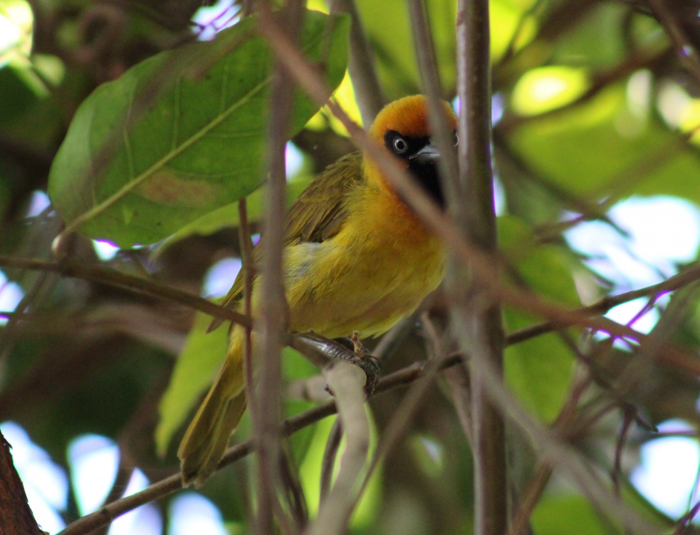 Olive-backed weaver - Ploceus brachypterus