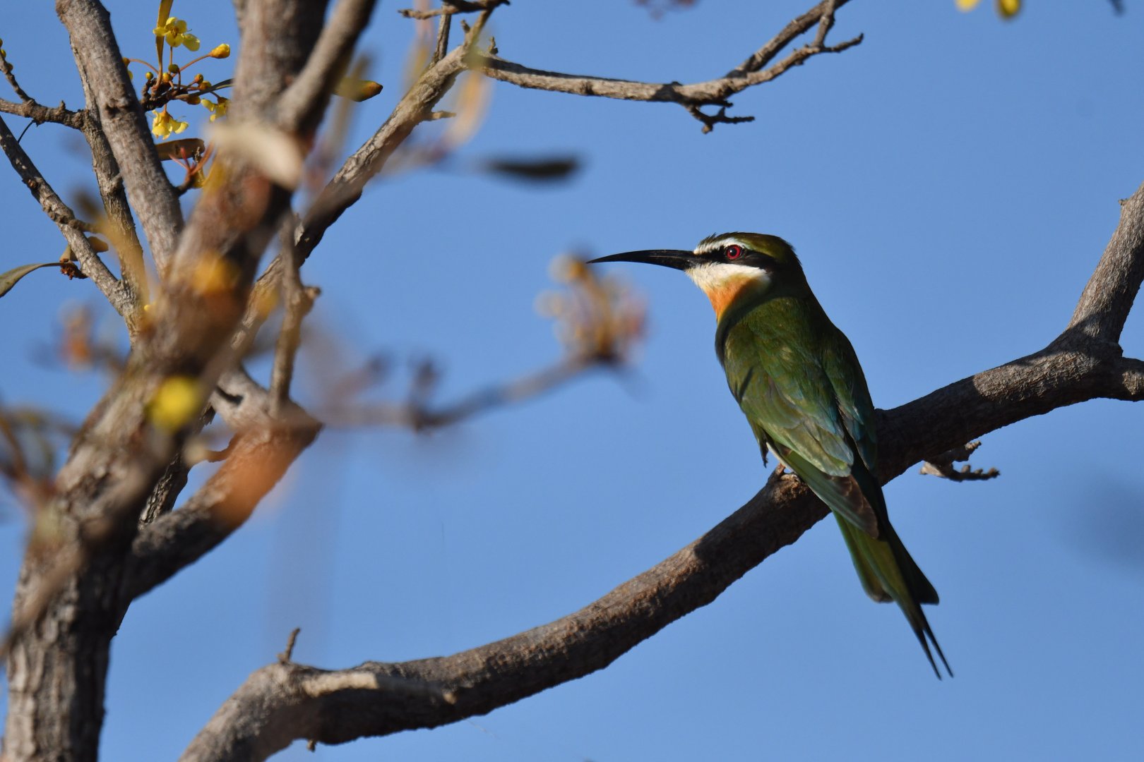Olive Bee-eater (Merops superciliosus)