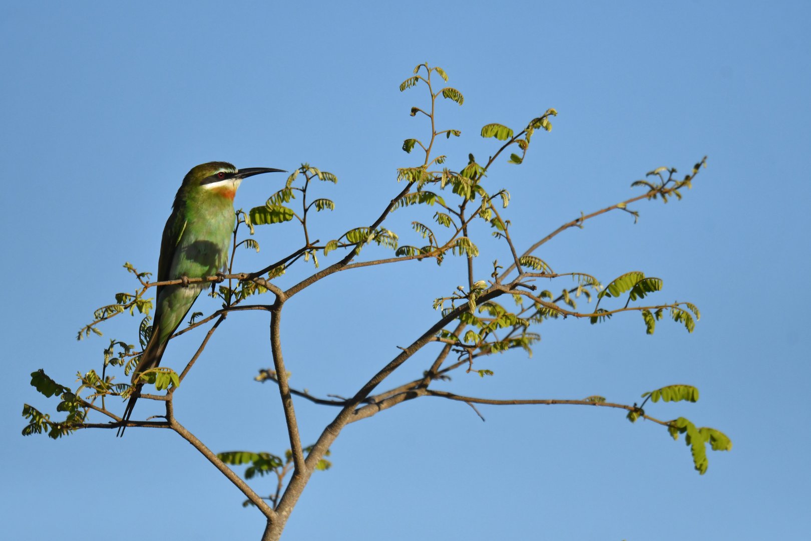 Olive Bee-eater (Merops superciliosus)