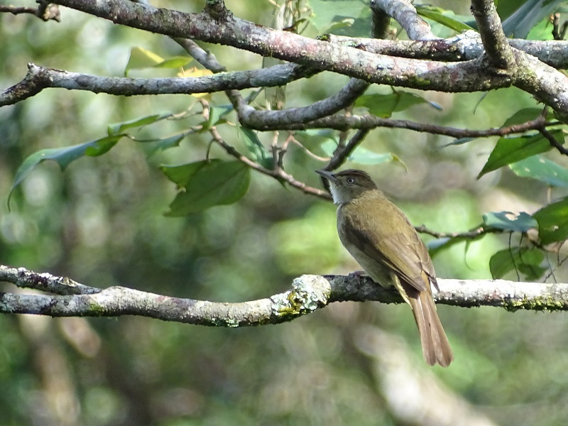 Olive bulbul (Iole viridescens cinnamomeoventris)
