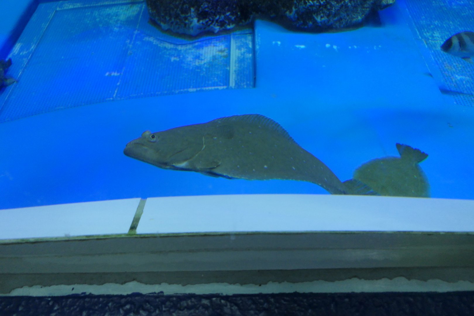 Olive Flounder (Paralichthys olivaceus) - Uozu Aquarium