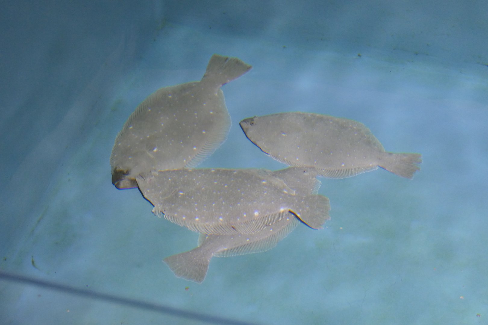 Olive Flounder (Paralichthys olivaceus) - Uozu Aquarium