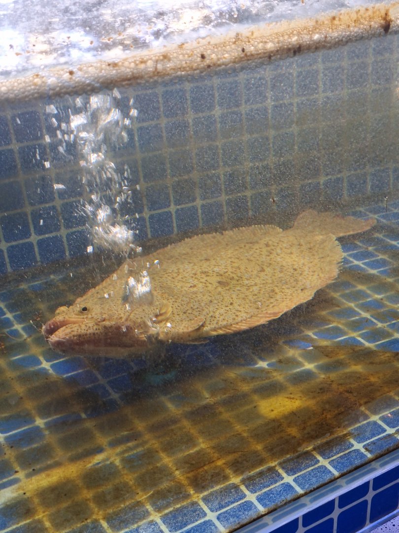 Olive Flounder (Paralichthys olivaceus)