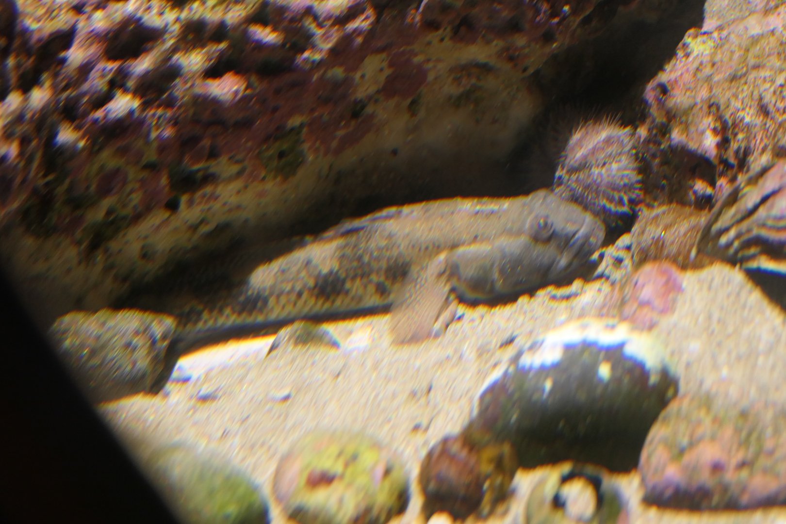Olive Goby (Glossogobius olivaceus) - Uozu Aquarium