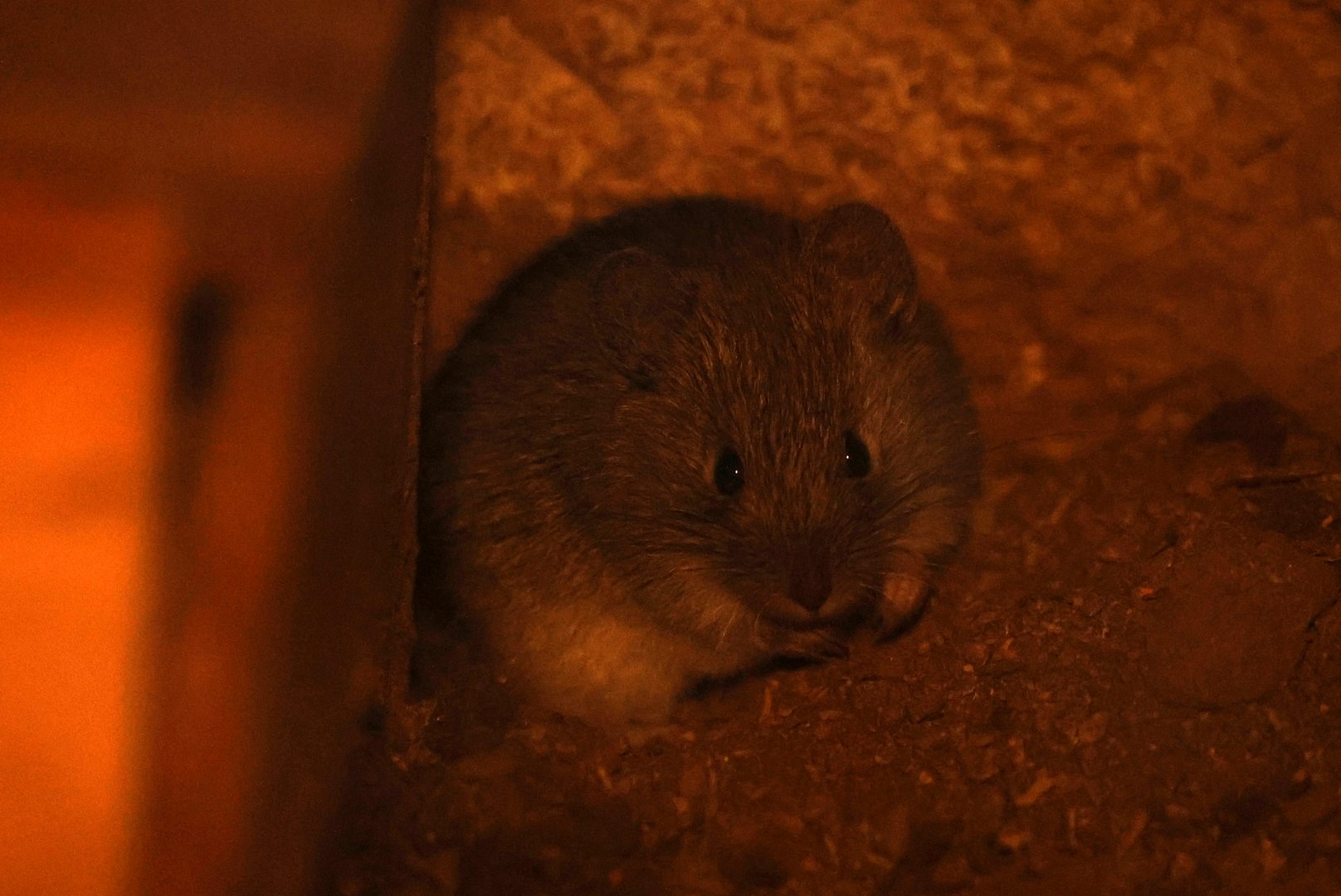 olive grass mouse (Abrothrix olivacea)- Las Chinchillas National Reserve Nocturama