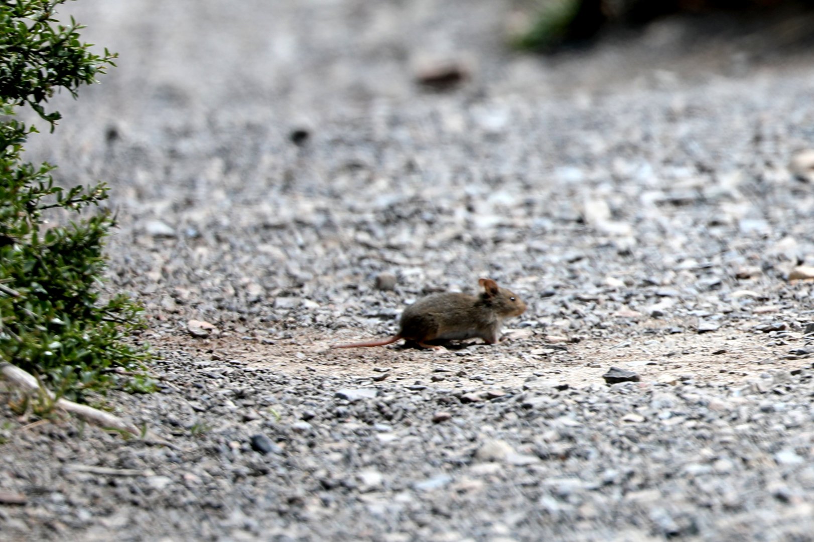 olive grass mouse (Abrothrix olivacea)