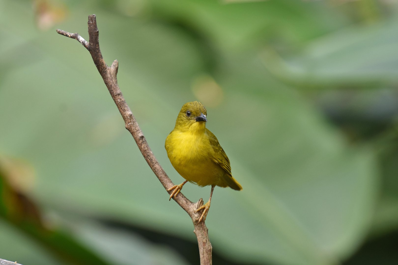 Olive-green tanager (Orthogonys chloricterus)