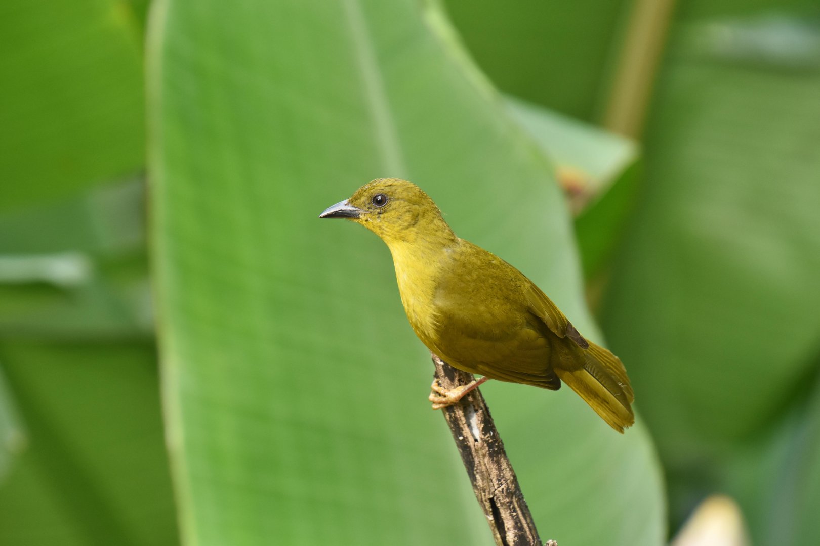 Olive-green tanager (Orthogonys chloricterus)