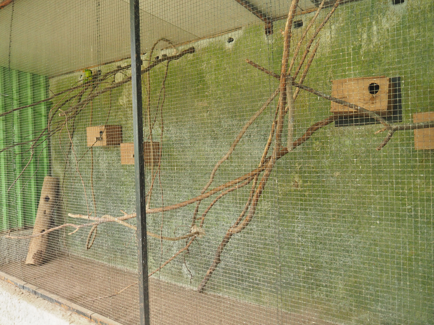 Olive-headed lorikeet aviary, 2019-08-04