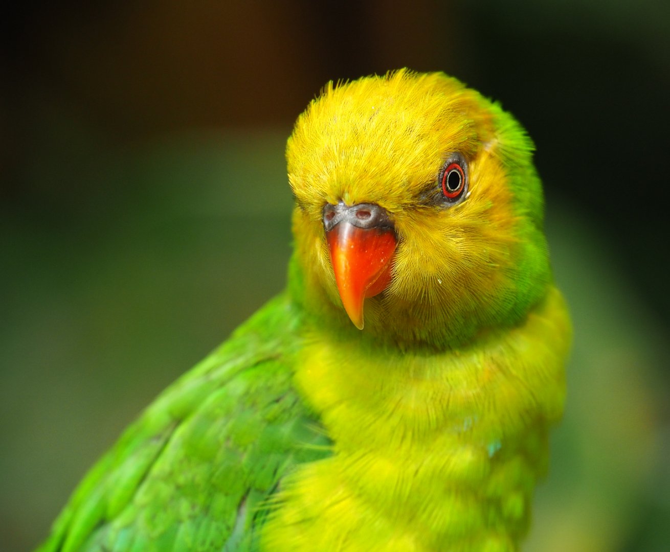Olive-headed lorikeet (Trichoglossus euteles), 2019-07-23