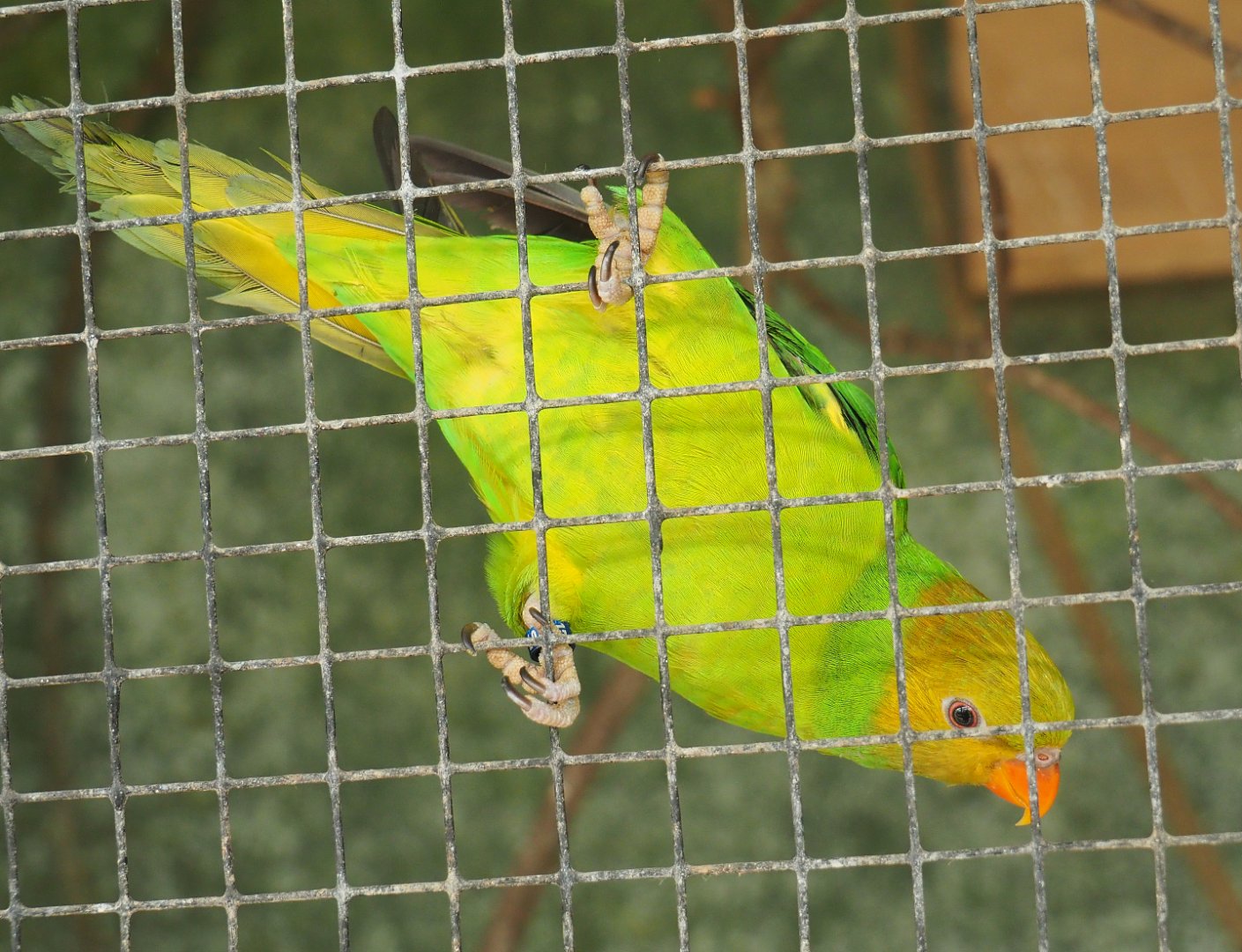 Olive-headed lorikeet (Trichoglossus euteles), 2019-08-04