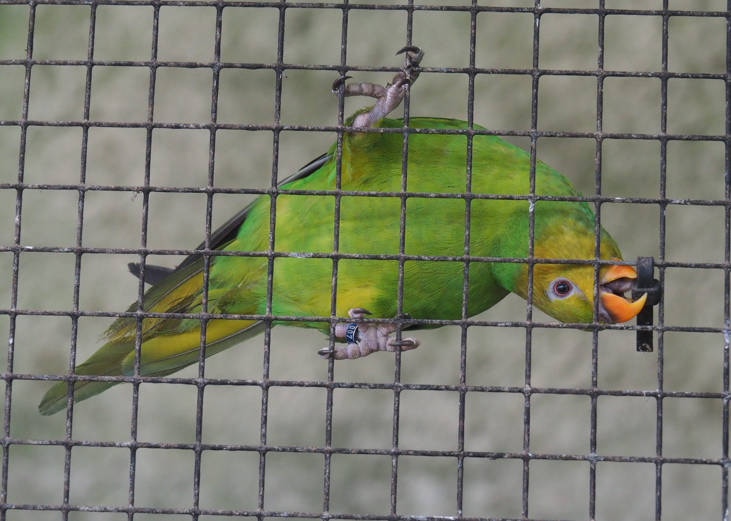 Olive-headed lorikeet (Trichoglossus euteles), 2021-06-15