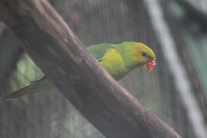 Olive-headed lorikeet (Trichoglossus euteles) - Bird Park