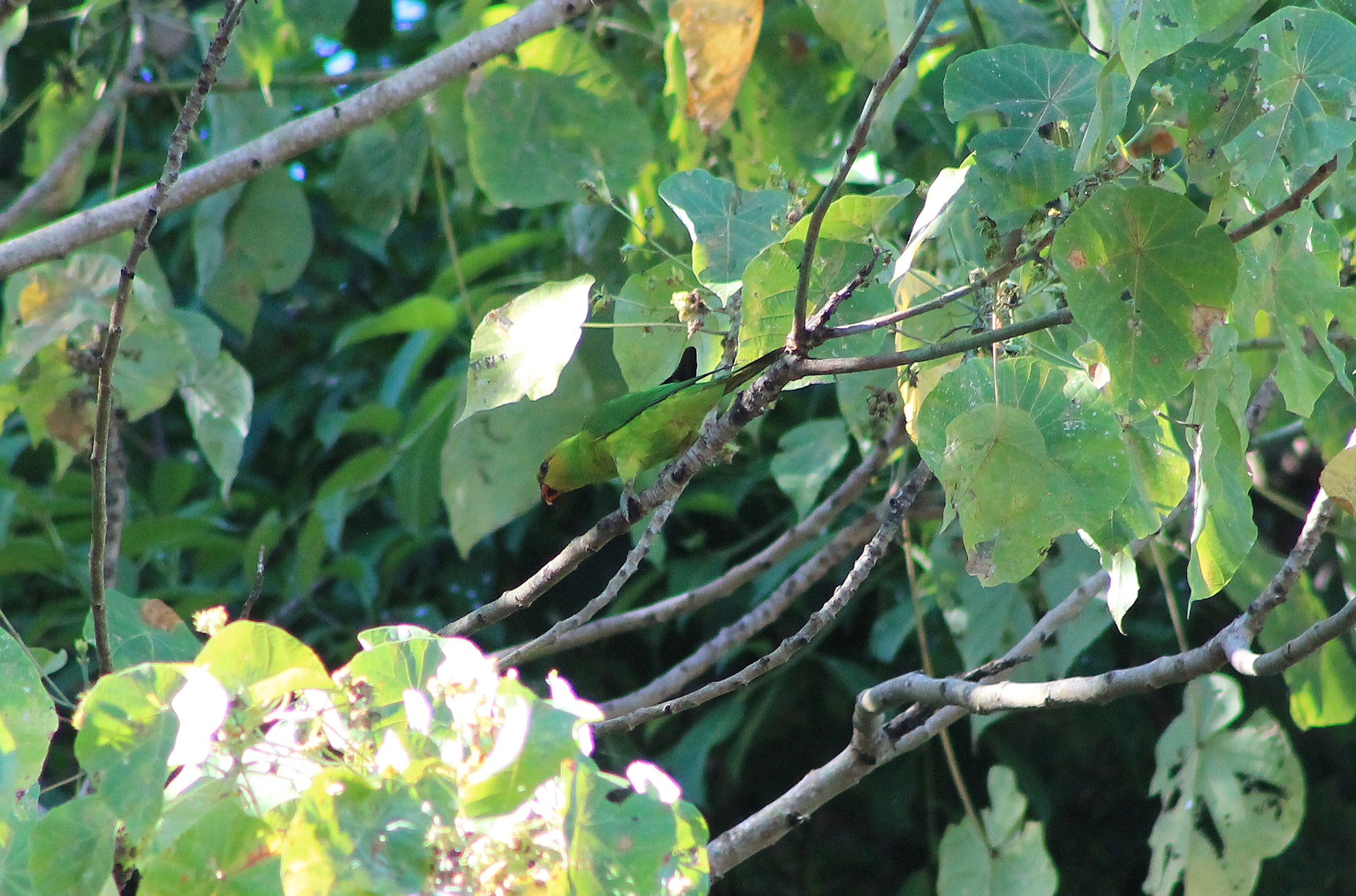 Olive-headed Lorikeet (Trichoglossus euteles)