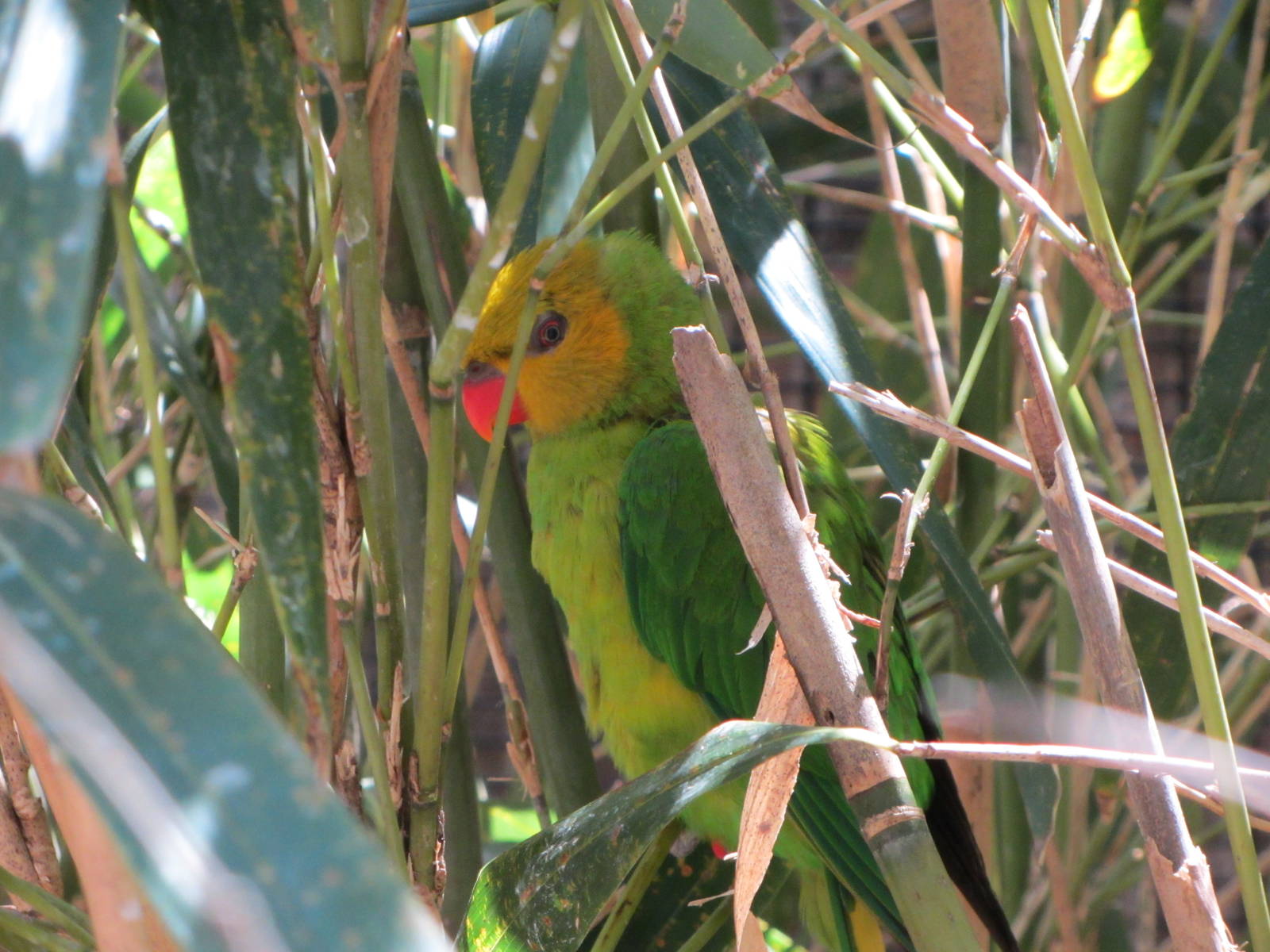 Olive-headed Lorikeet