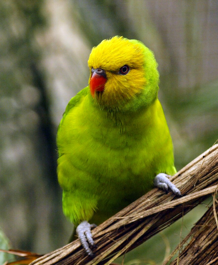 Olive-headed lorikeet