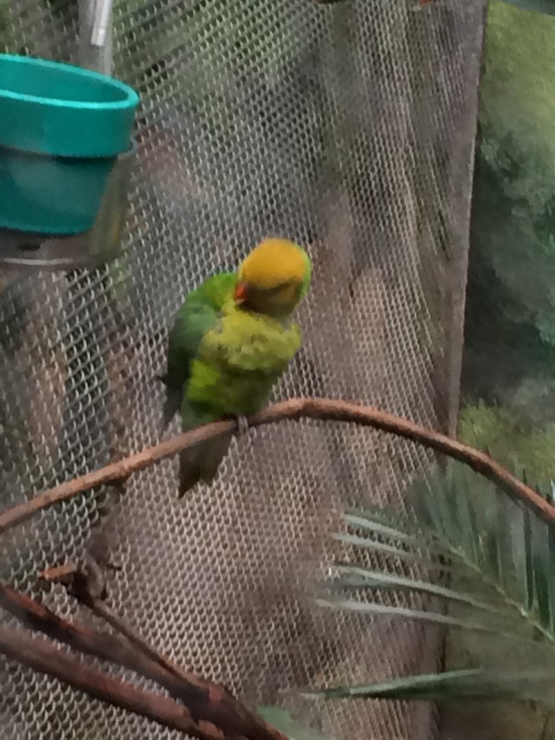Olive-headed Lorikeet