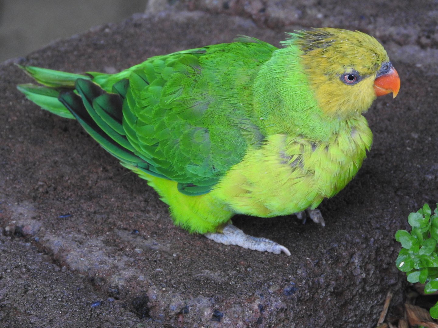 Olive-headed Lorikeet