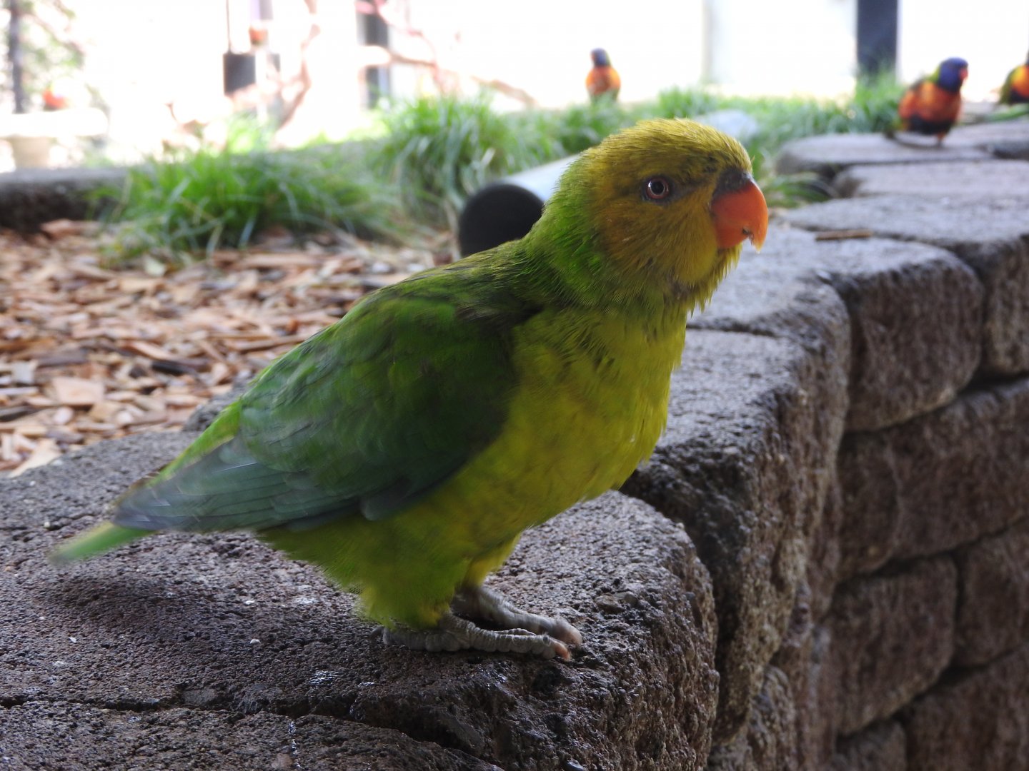 Olive-headed Lorikeet