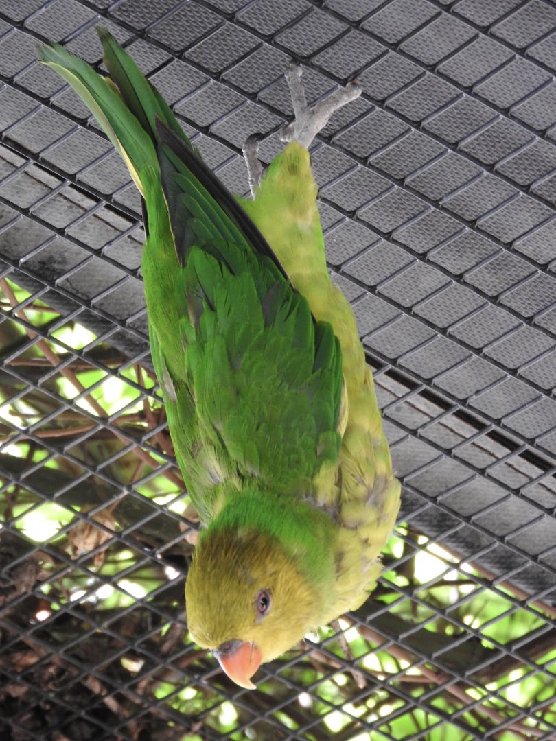 Olive-headed Lorikeet