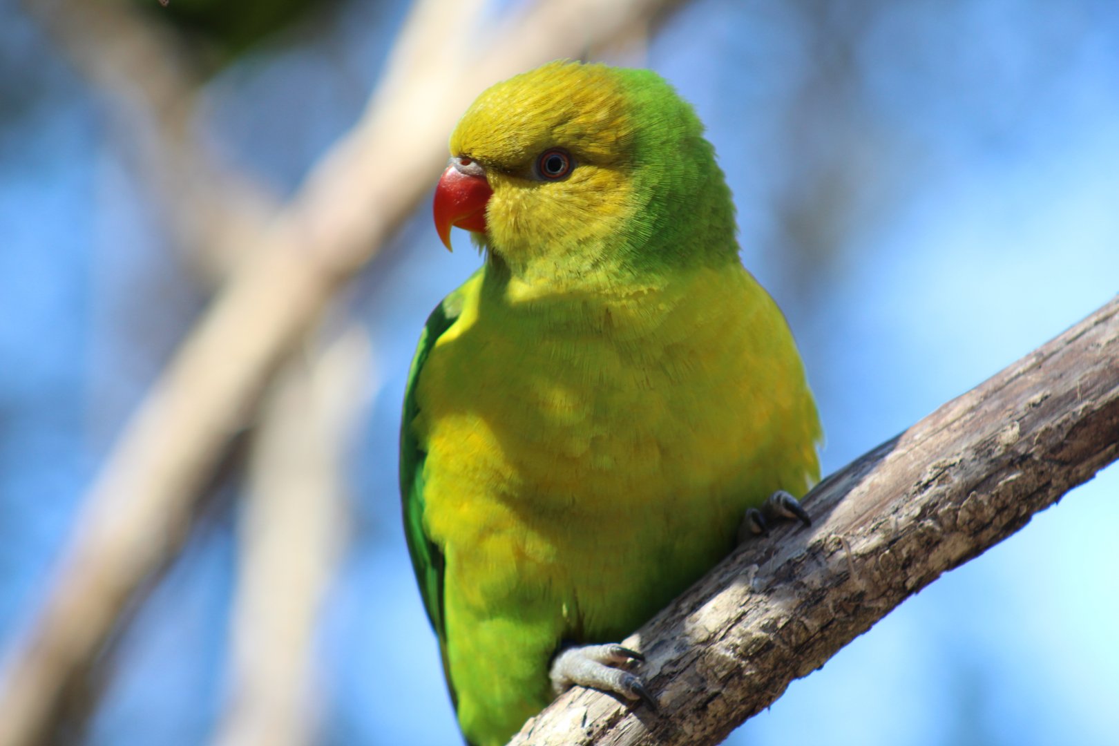Olive-Headed Lorikeet