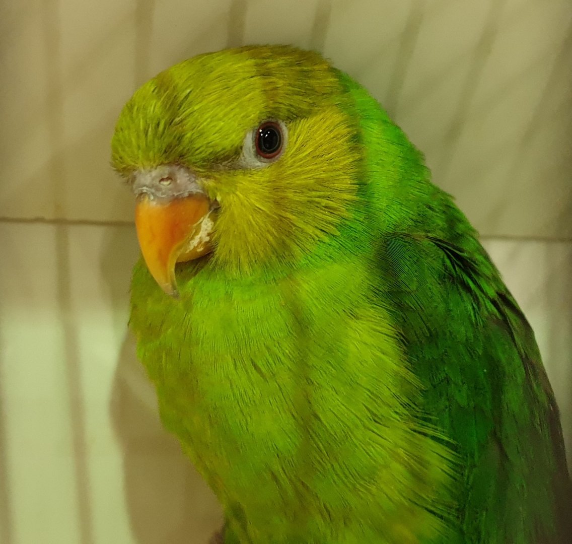 Olive-headed lorikeet