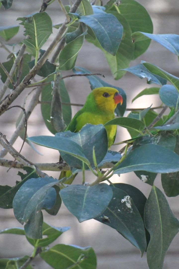 Olive-headed Lorikeet