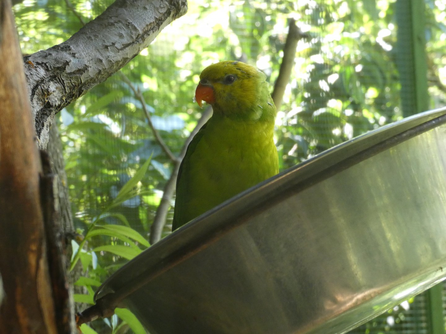 Olive-headed lorikeet