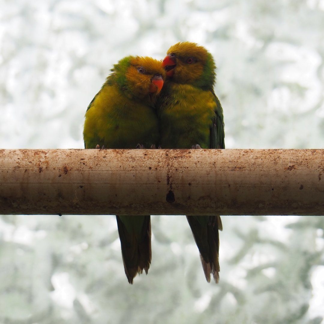 Olive-headed lorikeets (Trichoglossus euteles), 2019-06-26