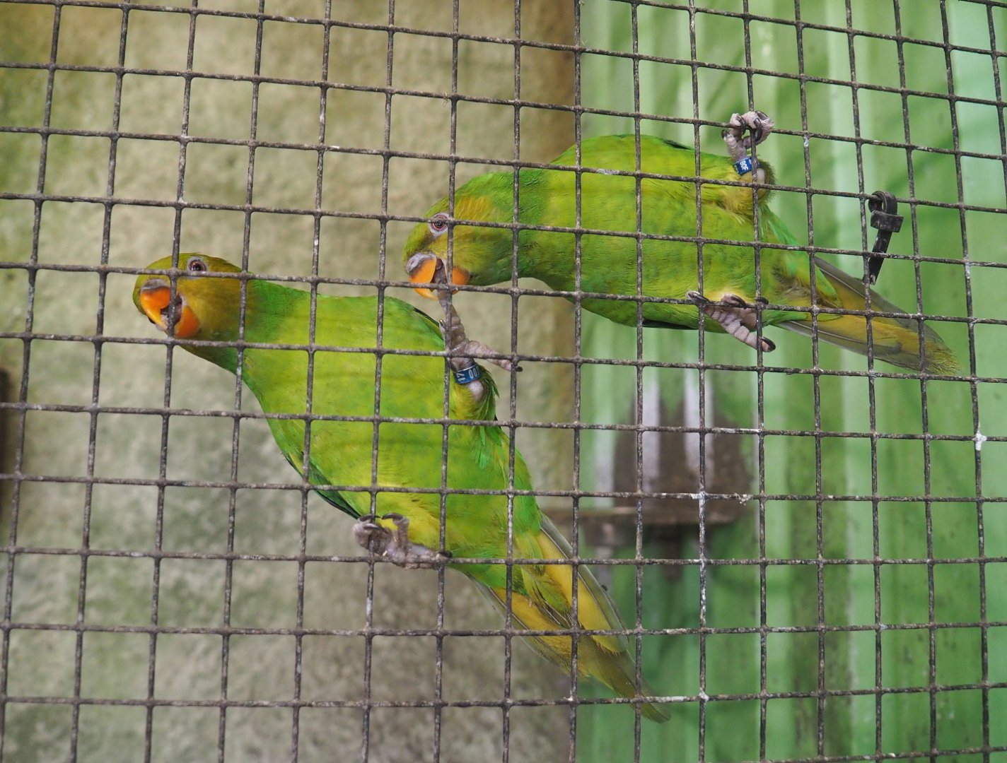 Olive-headed lorikeets  (Trichoglossus euteles), 2021-06-15