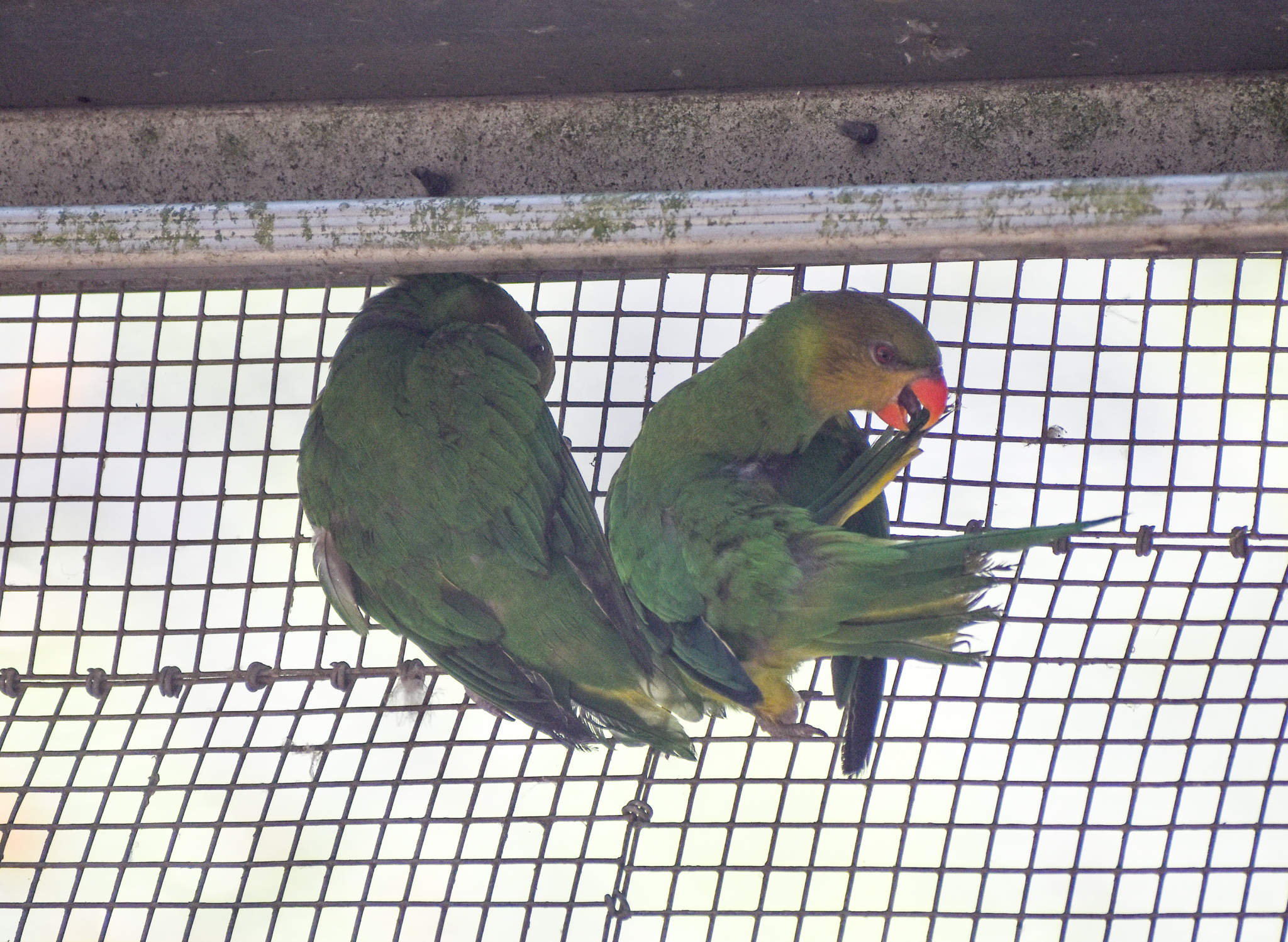 Olive-headed Lorikeets