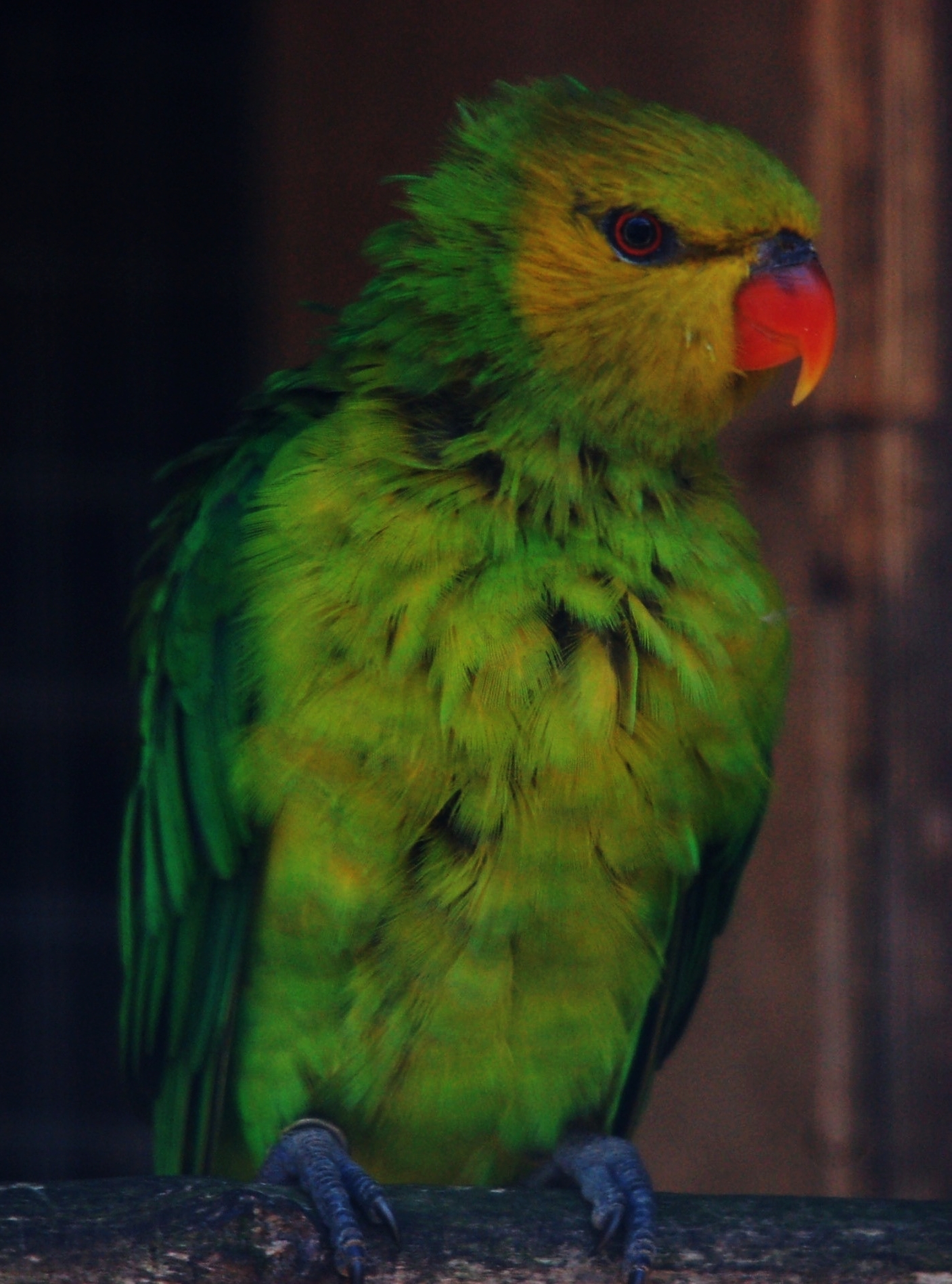 Olive-headed Parakeet - Trichoglossus euteles