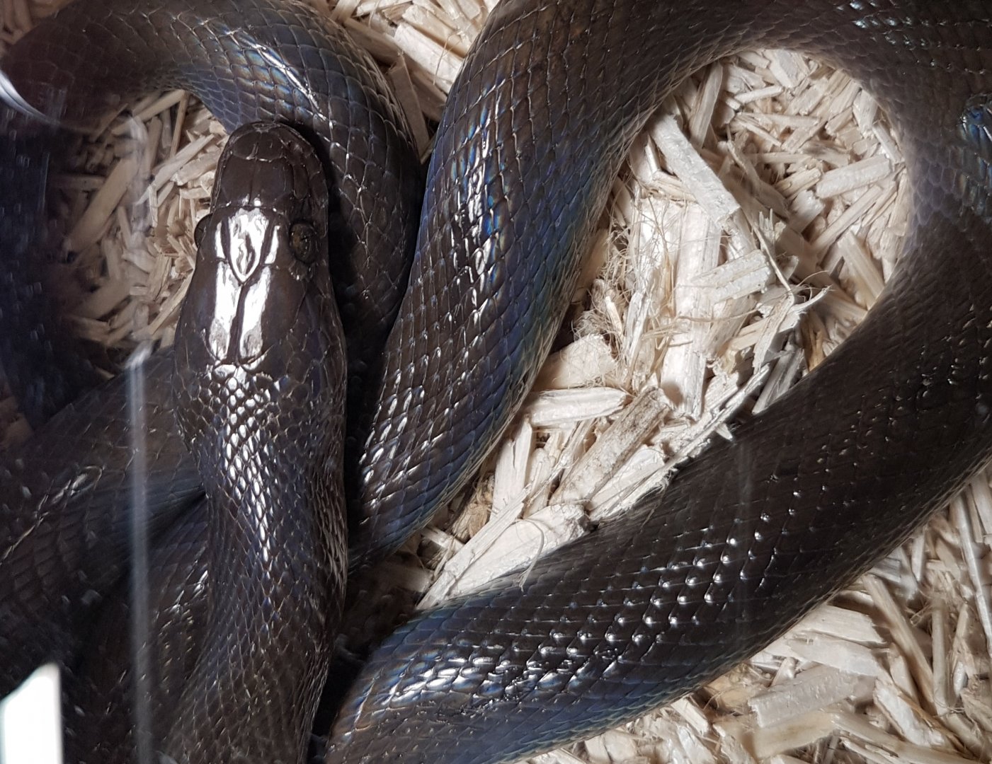 Olive house snake - Boaedon olivaceus