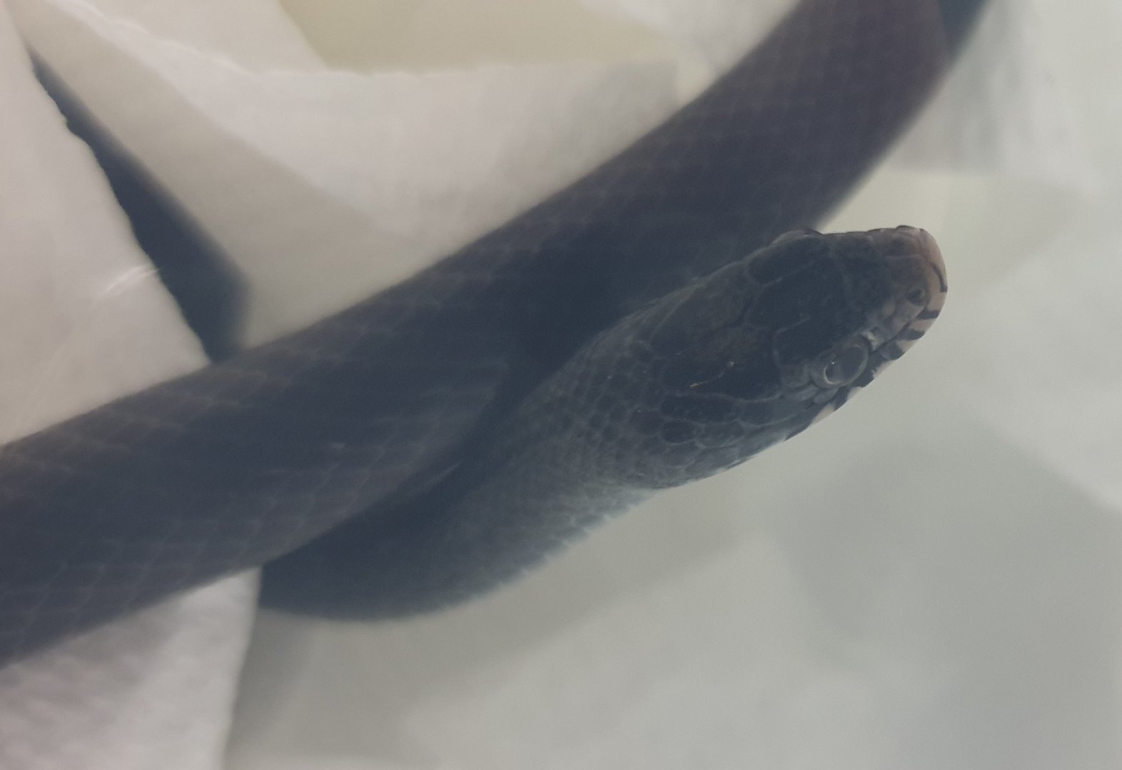 Olive march snake - Natriciteres olivacea