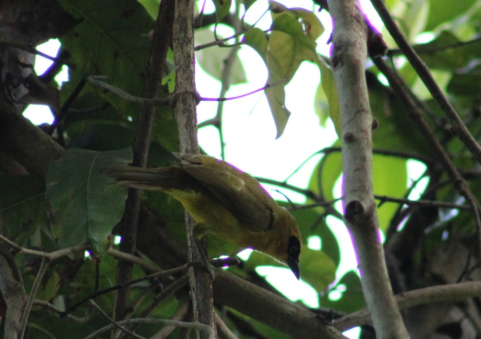 Olive-necked weaver - Ploceus brachypterus