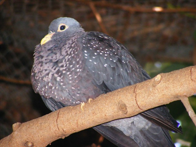 Olive pigeon 14.3.09