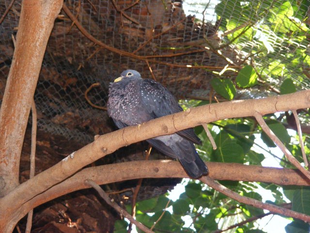 Olive pigeon 14.3.09