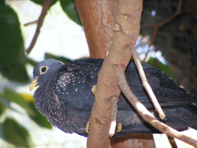 Olive pigeon 14.3.09