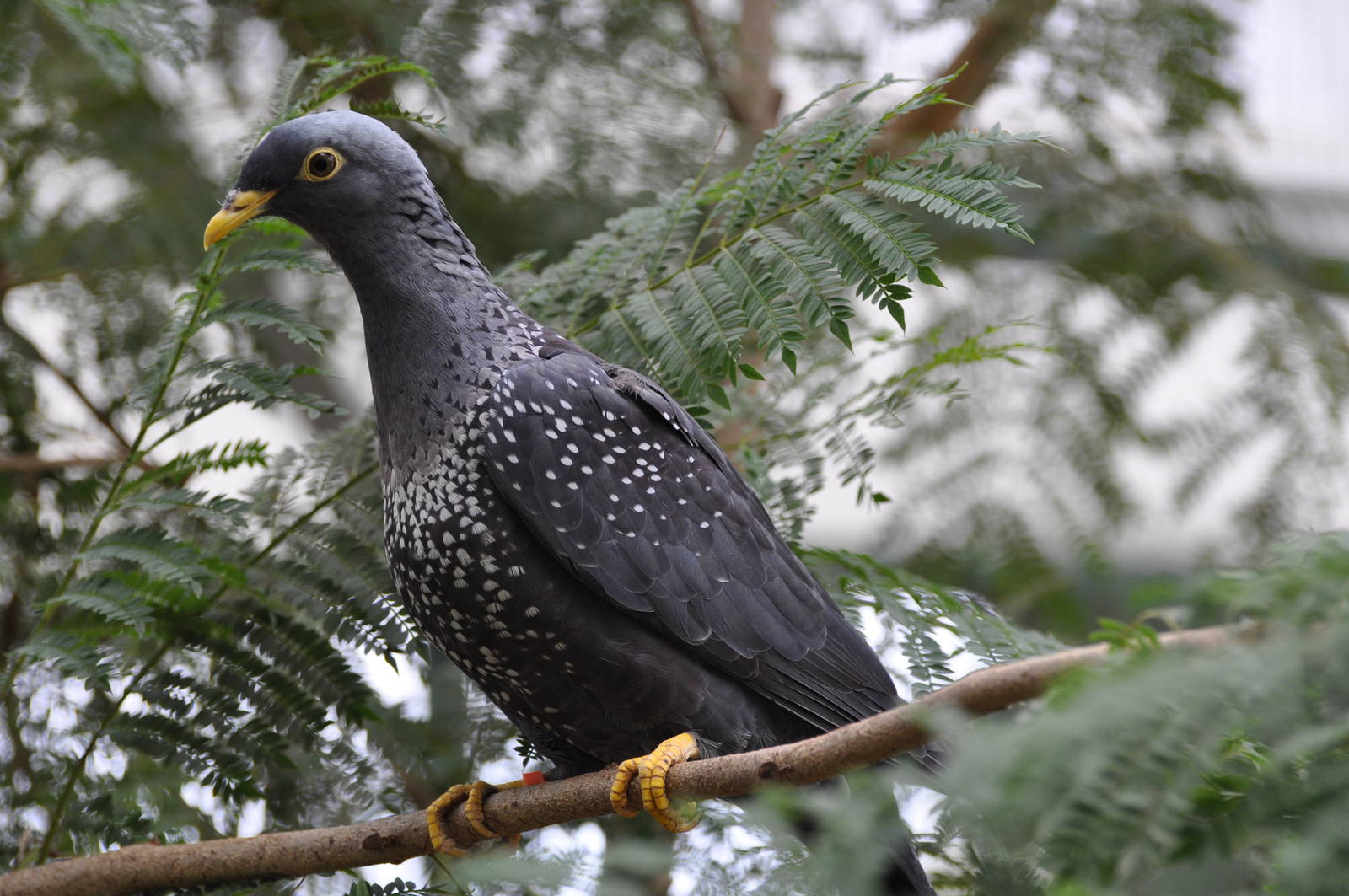 Olive pigeon/ Columba arquatrix