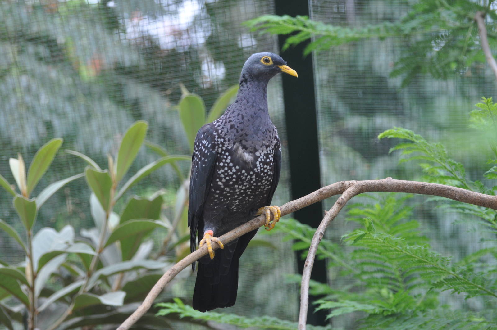Olive pigeon/ Columba arquatrix