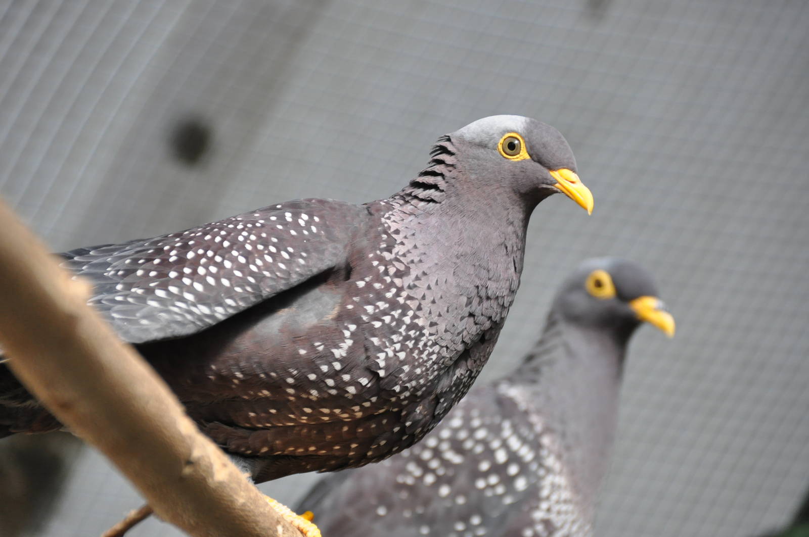 Olive pigeon/ Columba arquatrix
