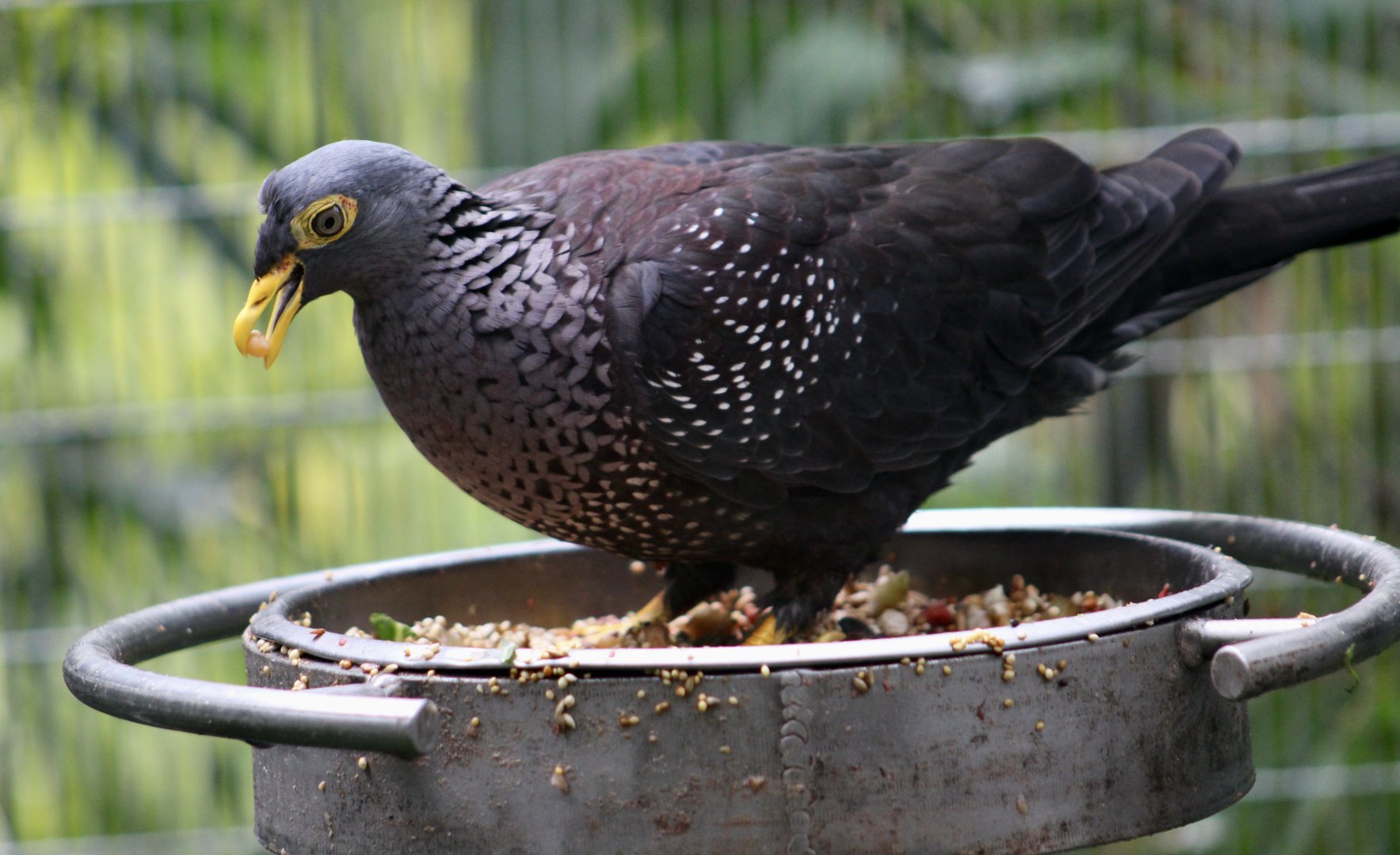 Olive Pigeon (Columba arquatrix)