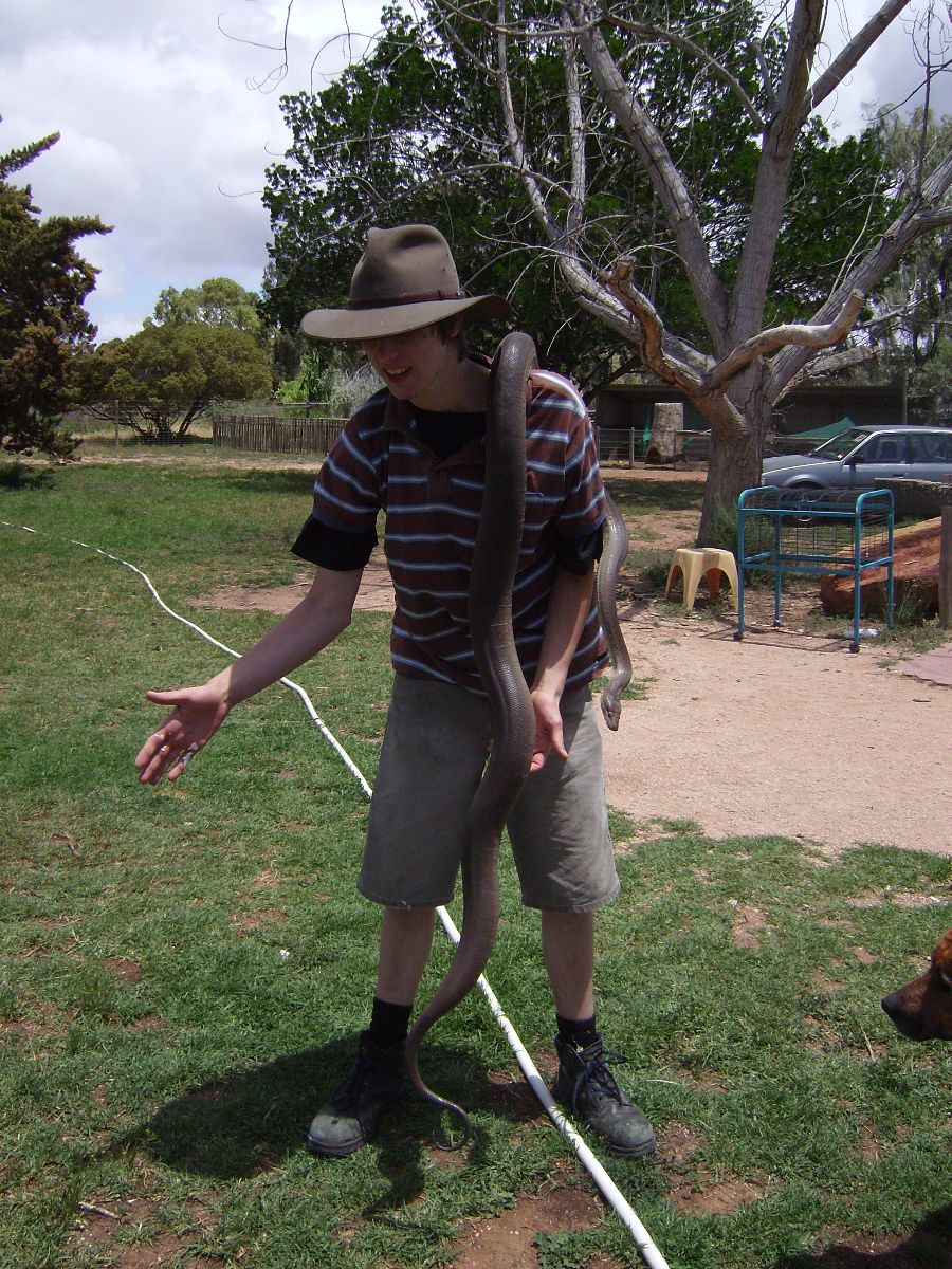 Olive Python Bredls Nov 08