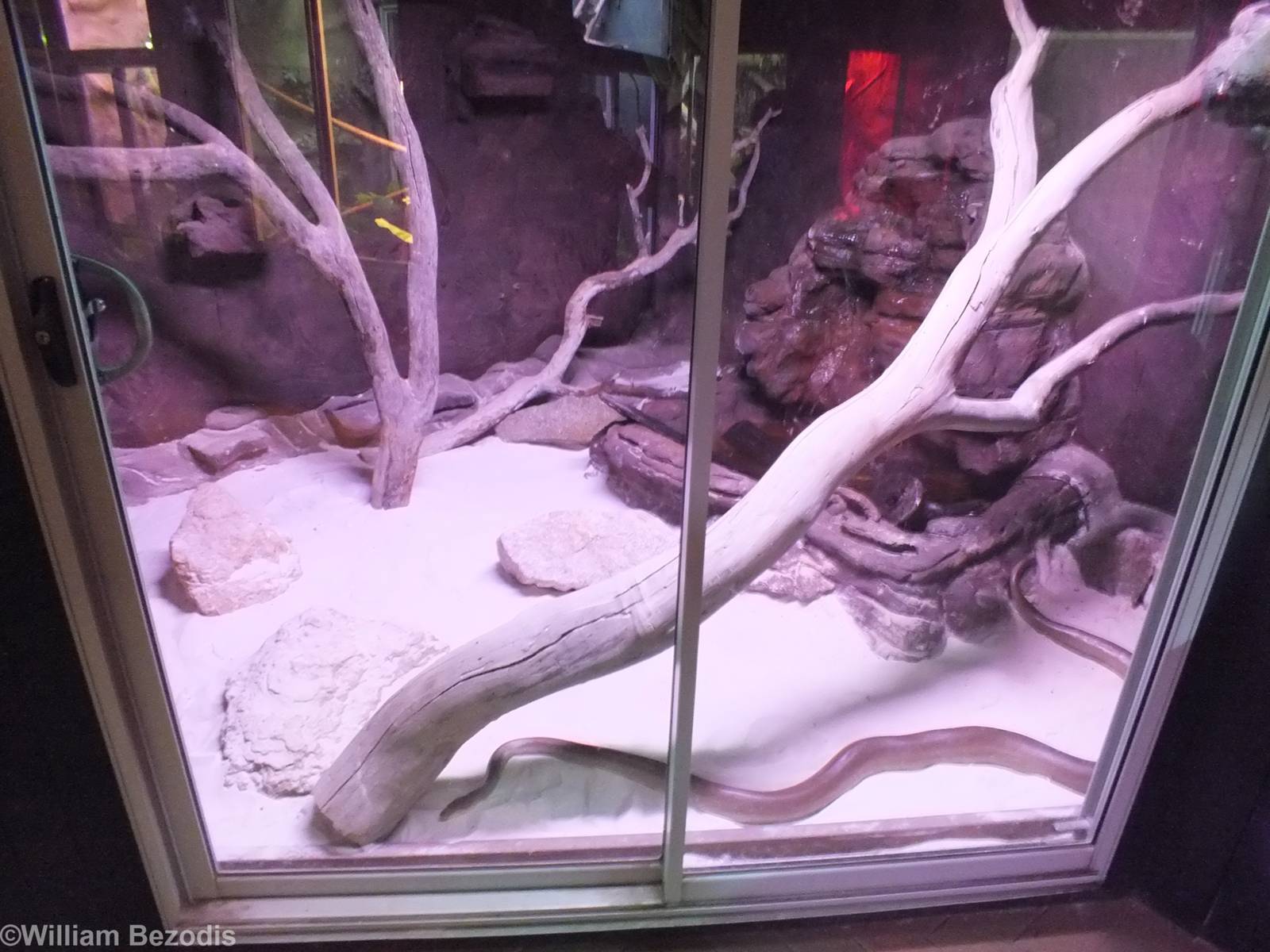 Olive Python Enclosure - Caversham Wildlife Park