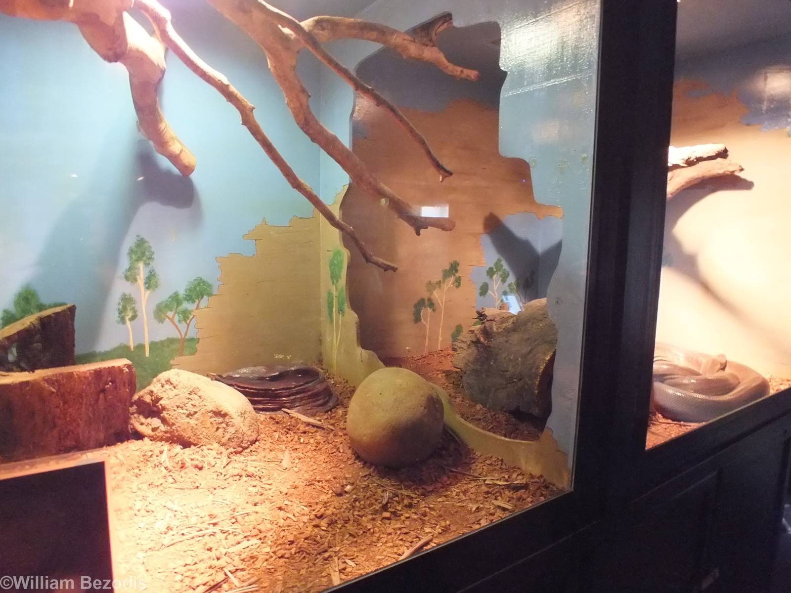 Olive Python Enclosure