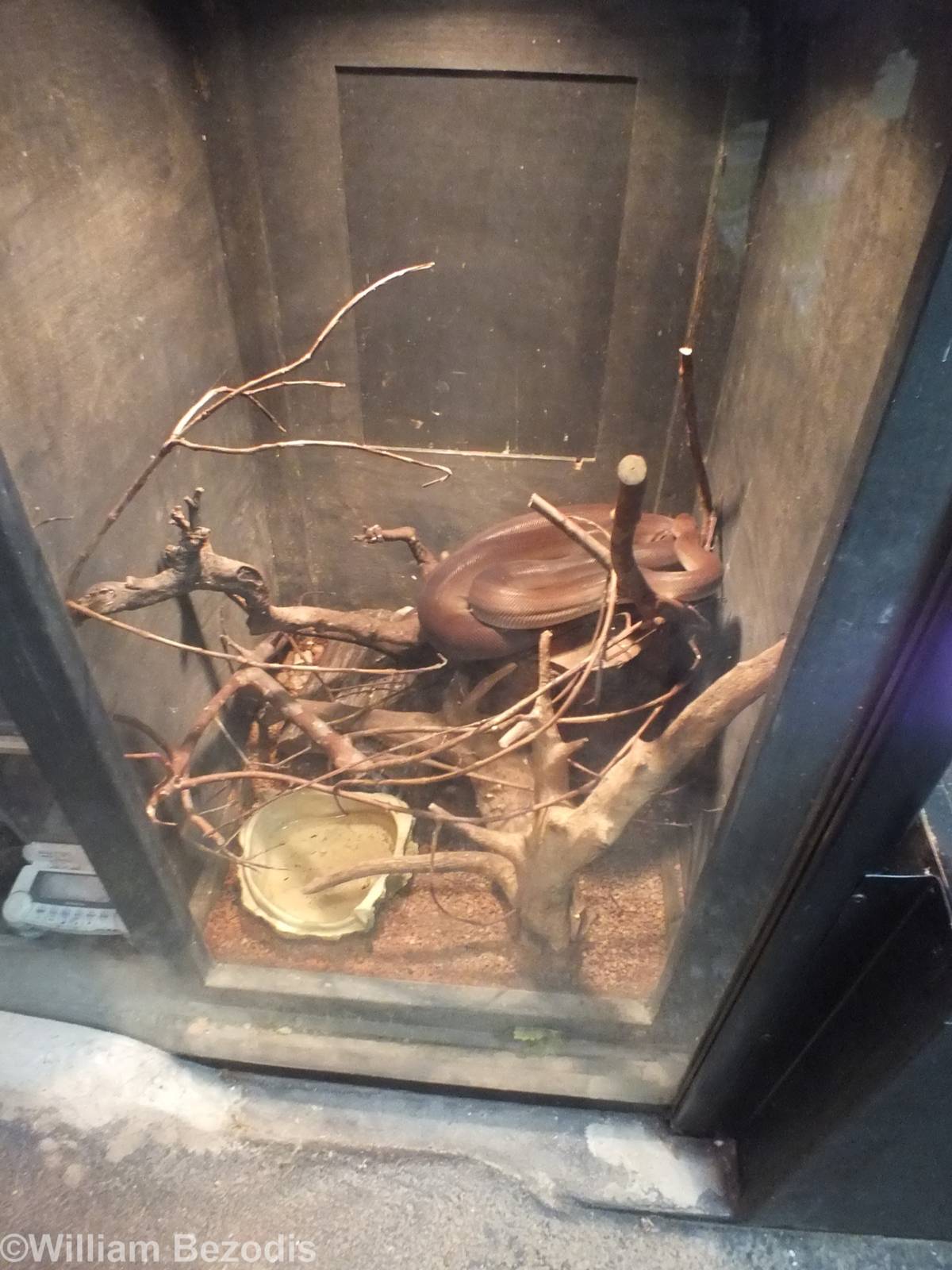 Olive Python Enclosure