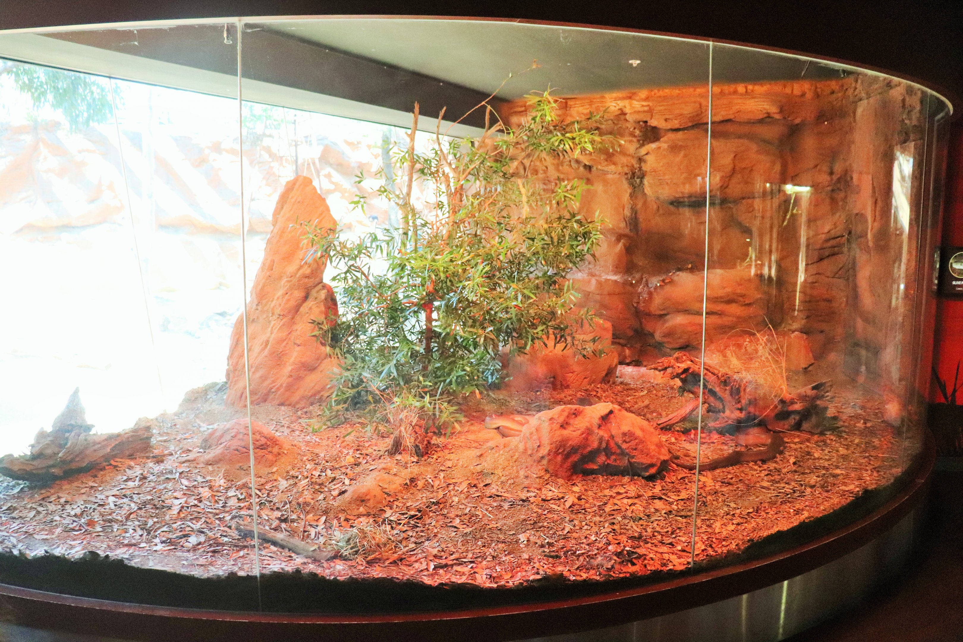 Olive Python Enclosure
