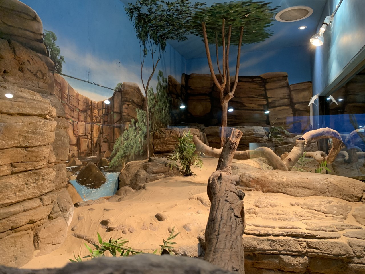 Olive Python Enclosure