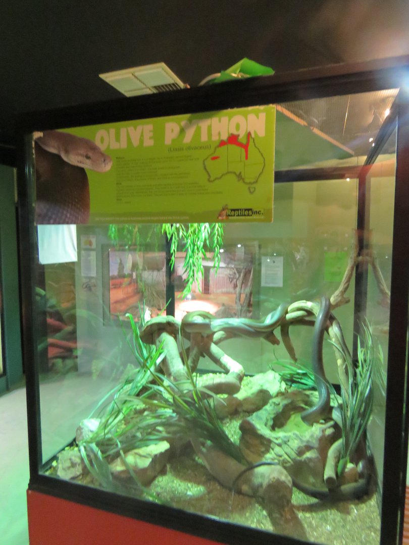 Olive Python Exhibit