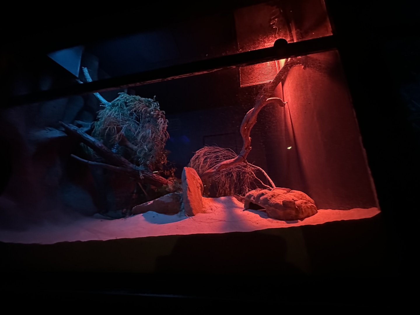 Olive python exhibit